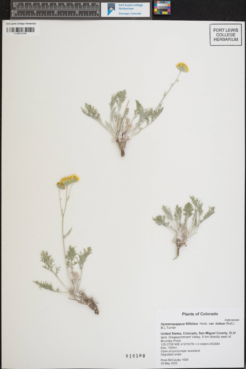 Hymenopappus filifolius var. luteus photo 4