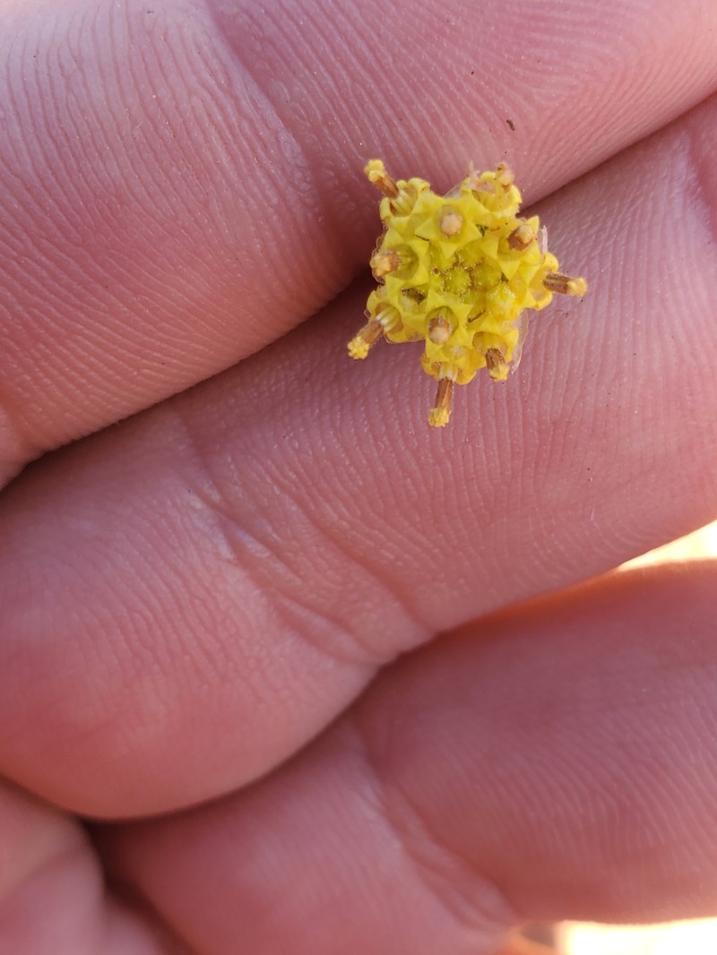 Hymenopappus filifolius var. luteus