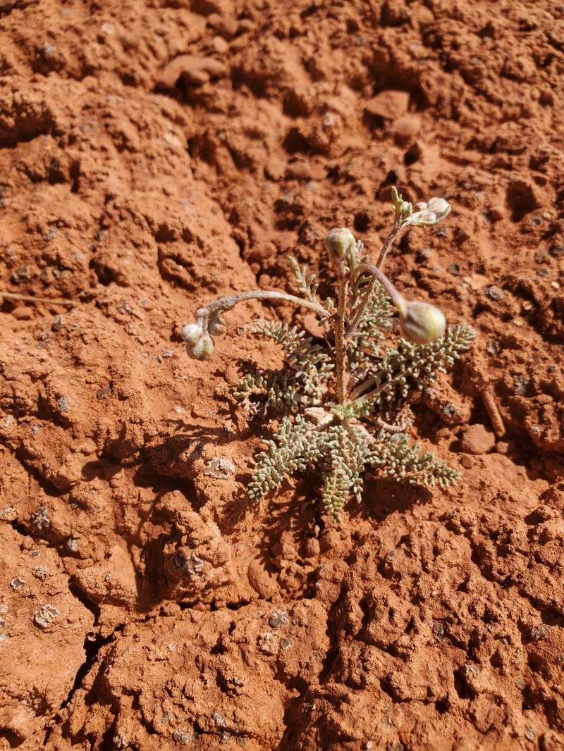 Hymenopappus filifolius var. luteus photo 2