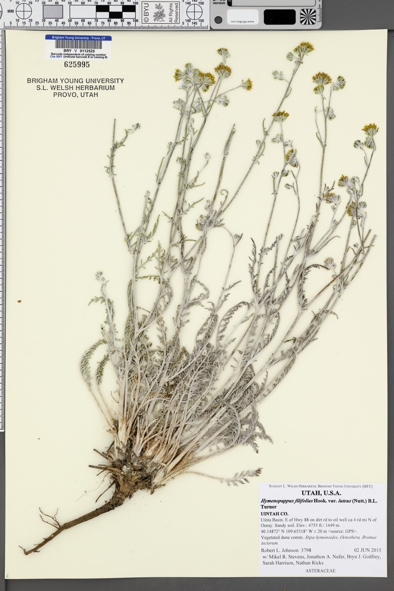 Hymenopappus filifolius var. luteus photo 3
