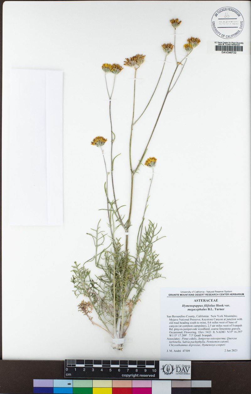 Hymenopappus filifolius var. megacephalus photo 4