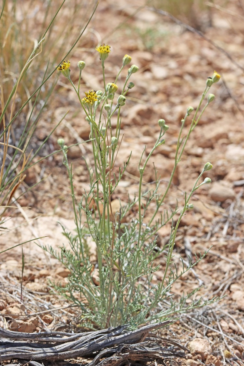Hymenopappus filifolius var. megacephalus