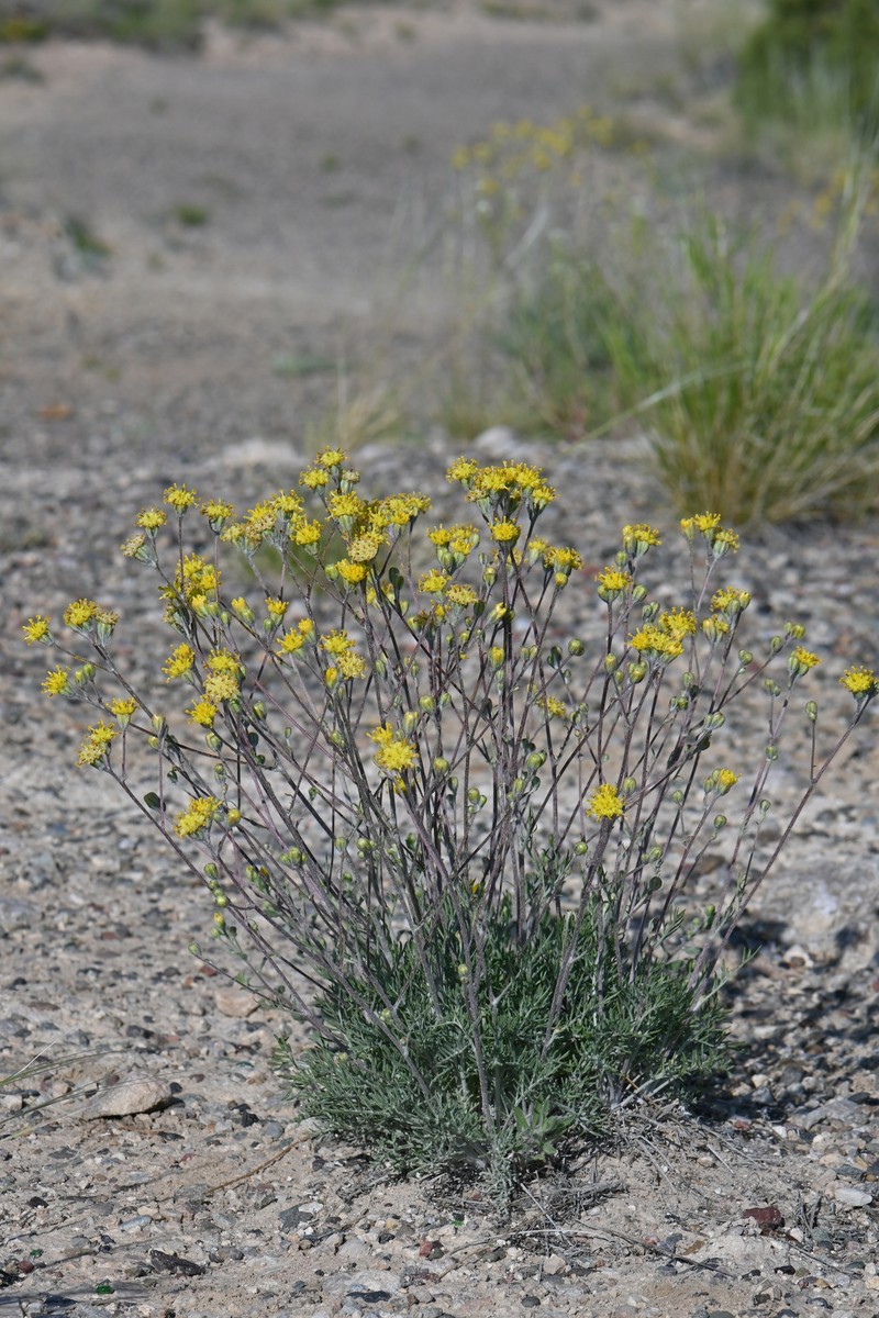 Hymenopappus filifolius var. megacephalus photo 2