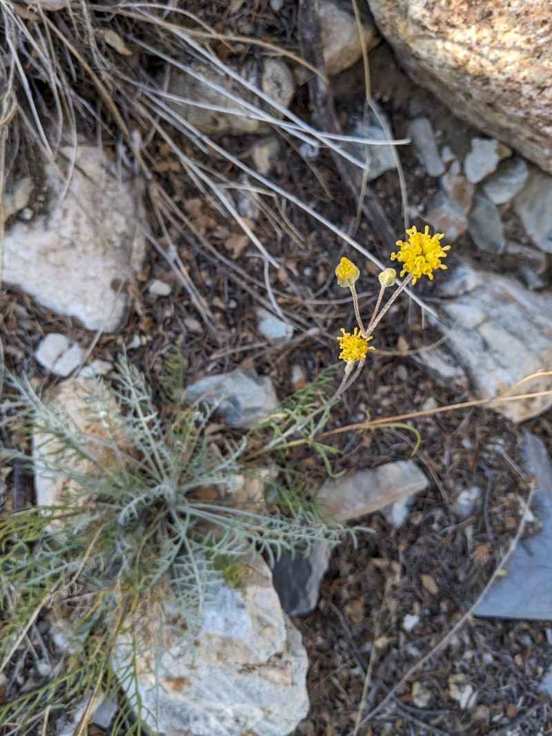 Hymenopappus filifolius var. megacephalus photo 3