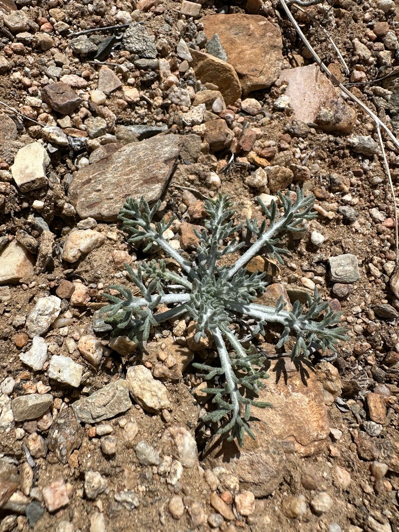 Hymenopappus filifolius var. nanus