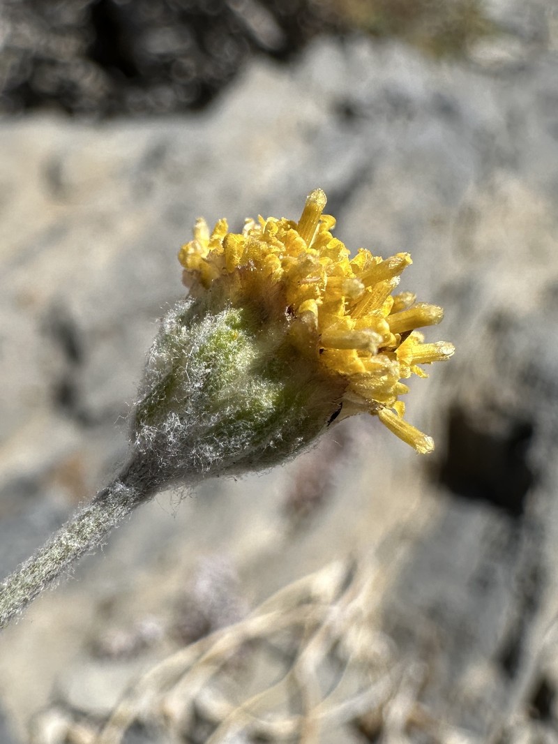 Hymenopappus filifolius var. nanus photo 2