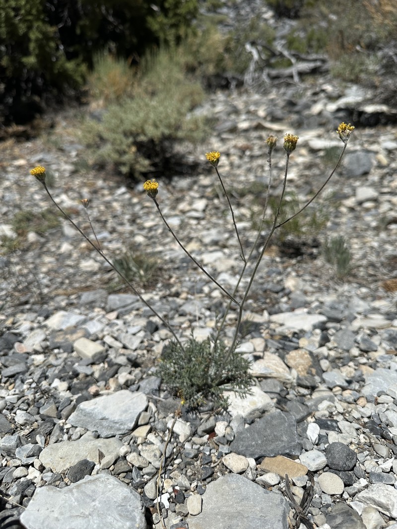 Hymenopappus filifolius var. nanus photo 3