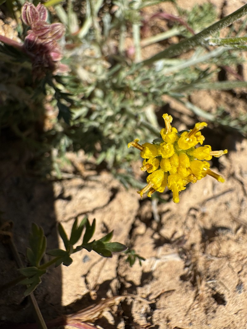 Hymenopappus filifolius var. nanus photo 4