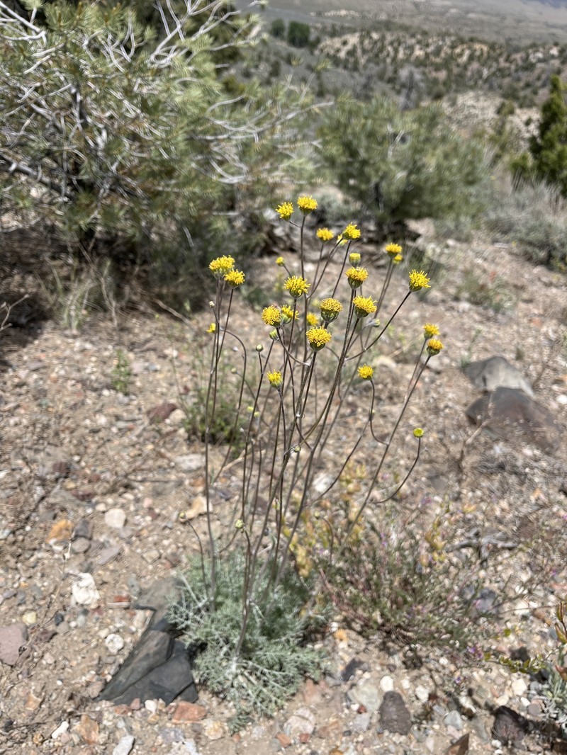 Hymenopappus filifolius var. nanus photo 5