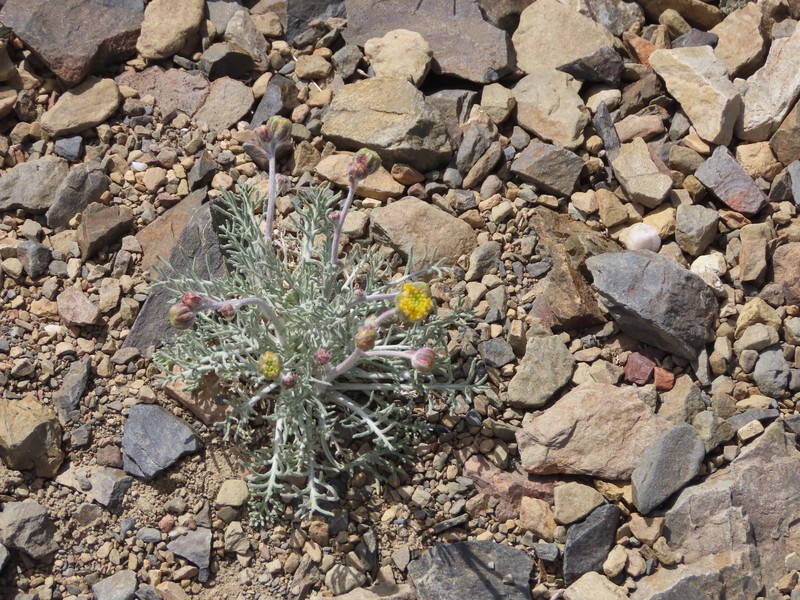 Hymenopappus filifolius var. nanus photo 6