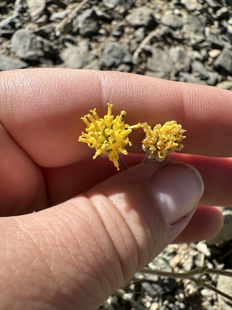 Hymenopappus filifolius var. nanus photo 8