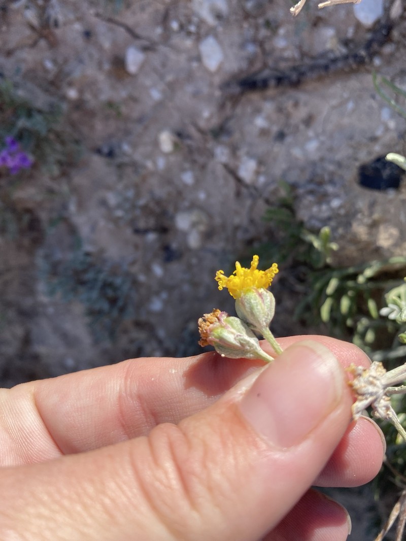 Hymenopappus filifolius var. nudipes photo 2