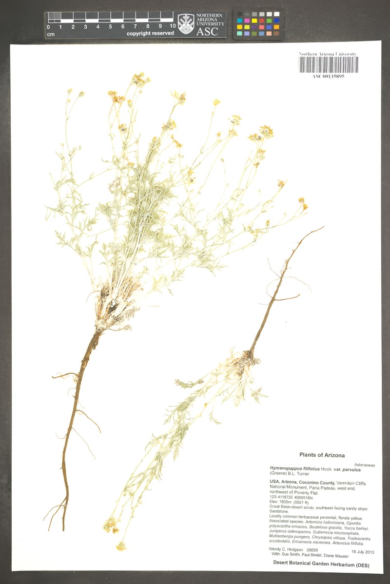 Hymenopappus filifolius var. parvulus photo 3