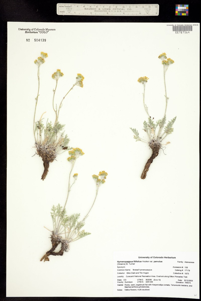 Hymenopappus filifolius var. parvulus photo 4