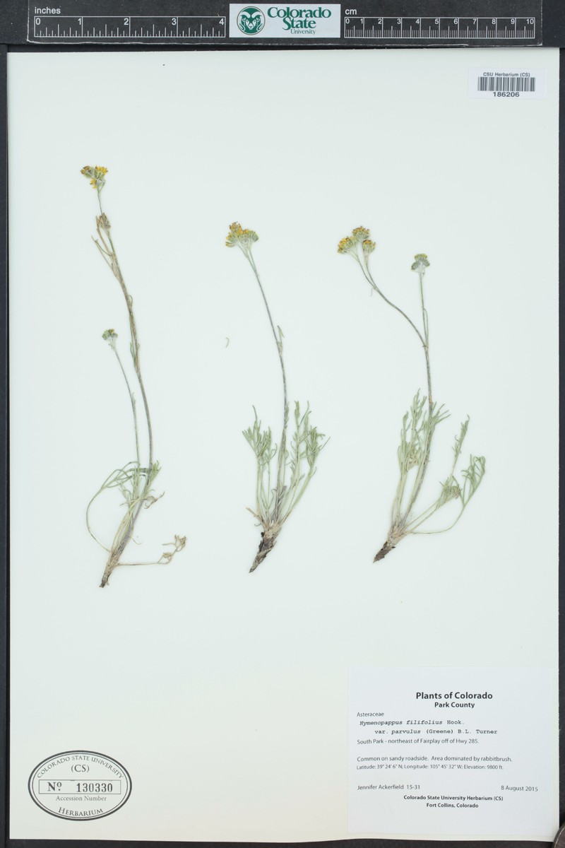 Hymenopappus filifolius var. parvulus