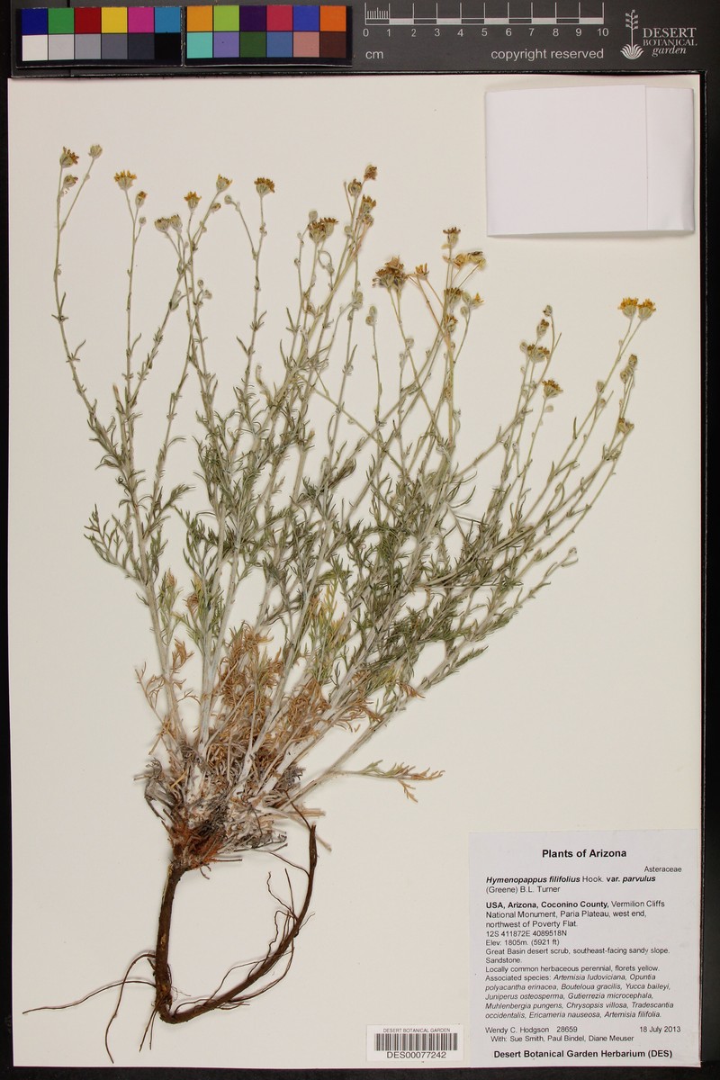 Hymenopappus filifolius var. parvulus photo 2