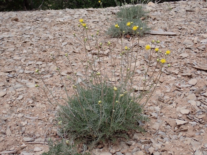 Hymenopappus filifolius var. pauciflorus photo 4