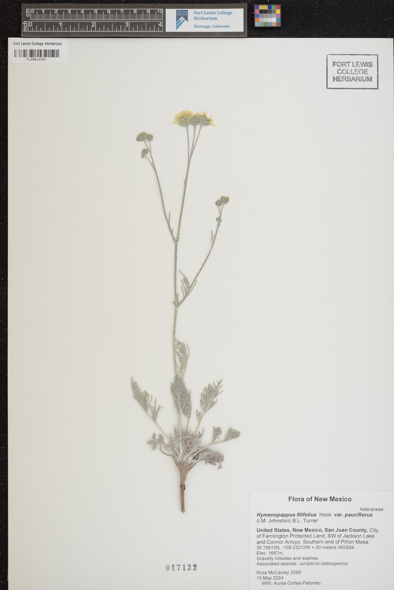 Hymenopappus filifolius var. pauciflorus photo 5