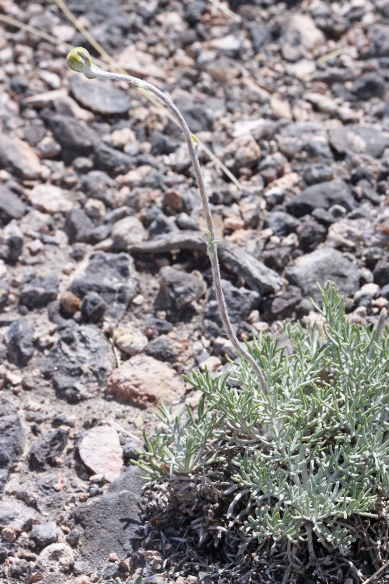 Hymenopappus filifolius var. pauciflorus
