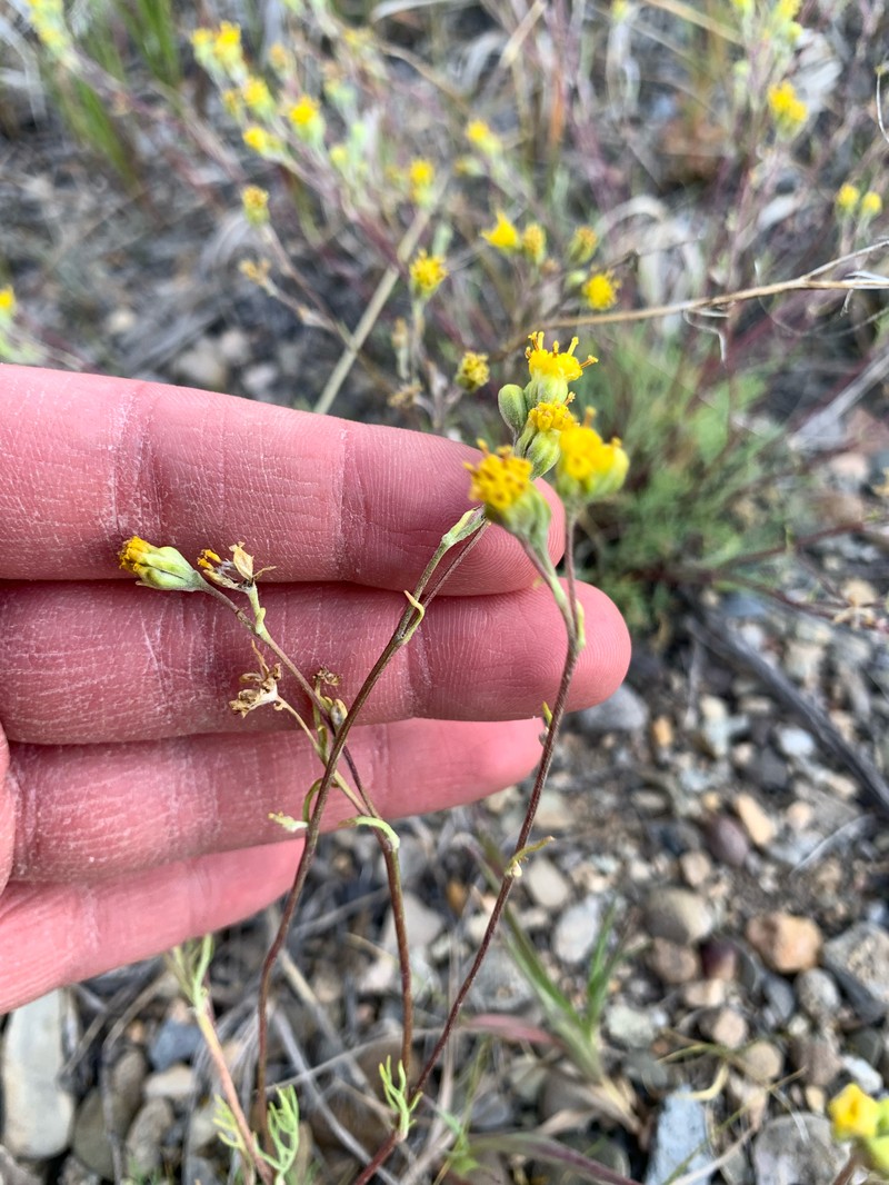 Hymenopappus filifolius var. pauciflorus photo 2