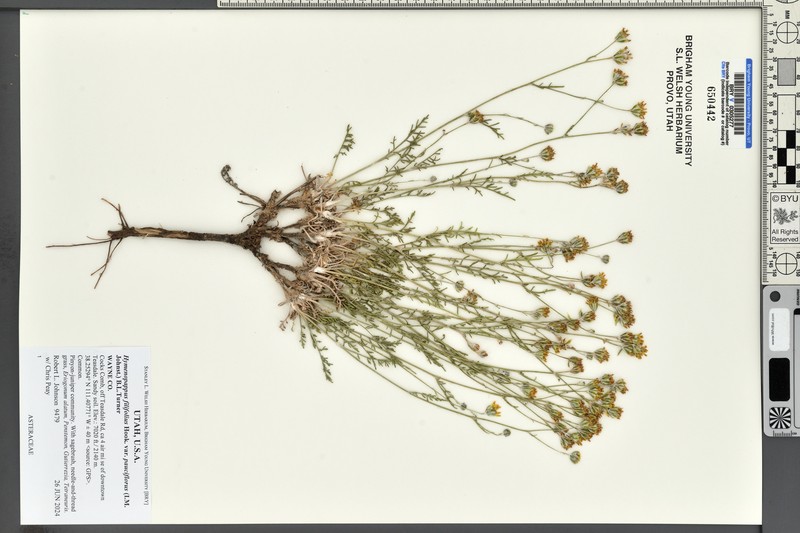 Hymenopappus filifolius var. pauciflorus photo 3