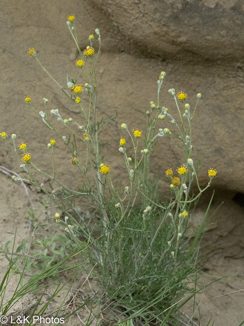 Hymenopappus filifolius var. polycephalus photo 2
