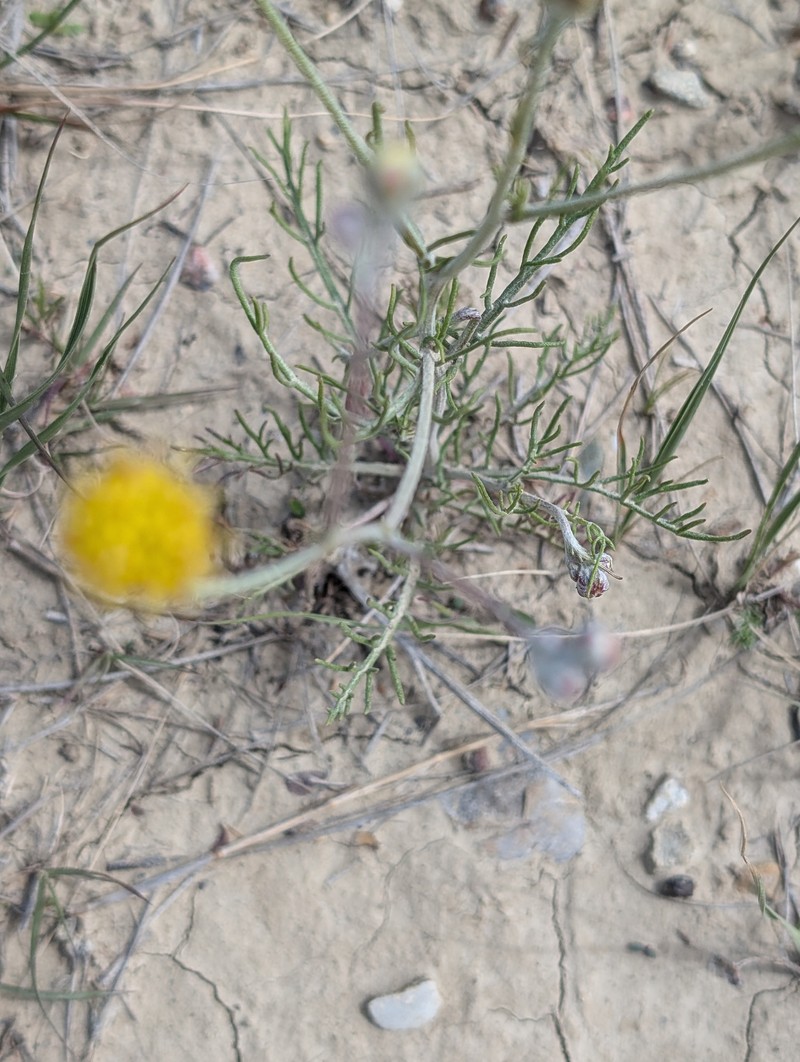 Hymenopappus filifolius var. polycephalus photo 3