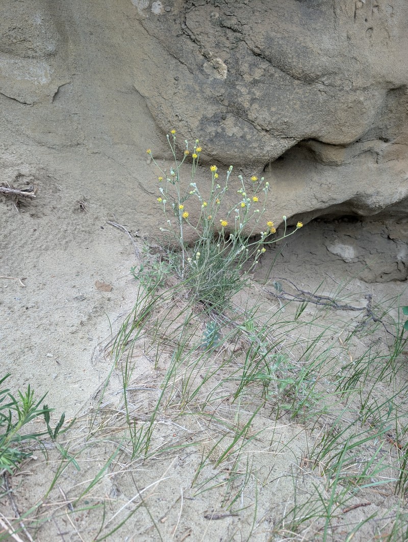 Hymenopappus filifolius var. polycephalus photo 4