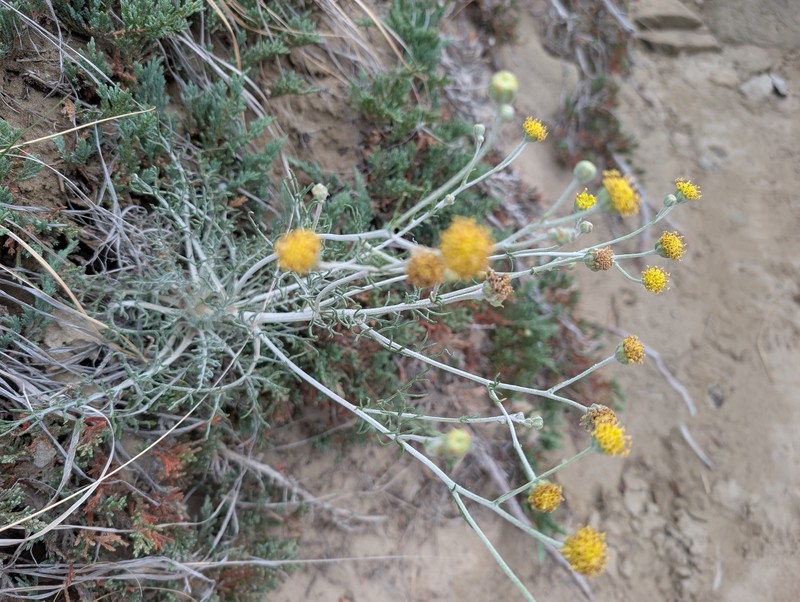 Hymenopappus filifolius var. polycephalus photo 5