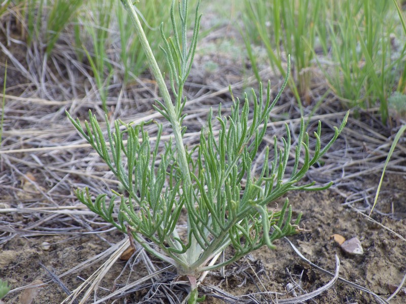 Hymenopappus filifolius var. polycephalus