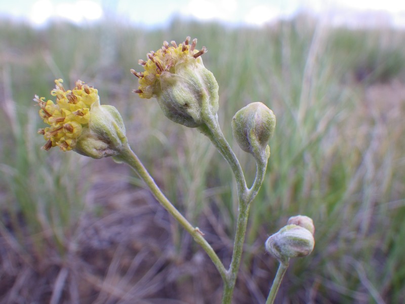 Hymenopappus filifolius var. polycephalus photo 6