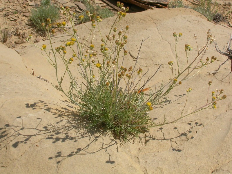 Hymenopappus filifolius var. polycephalus photo 8