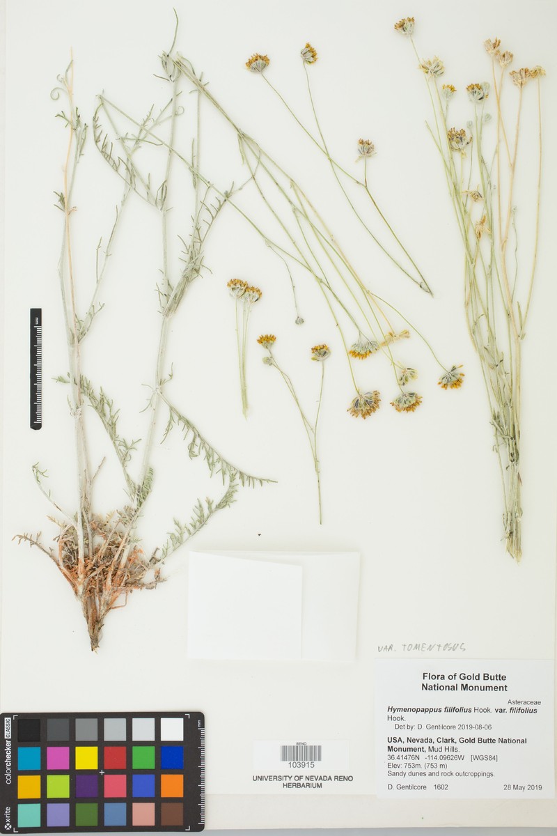 Hymenopappus filifolius var. tomentosus photo 2