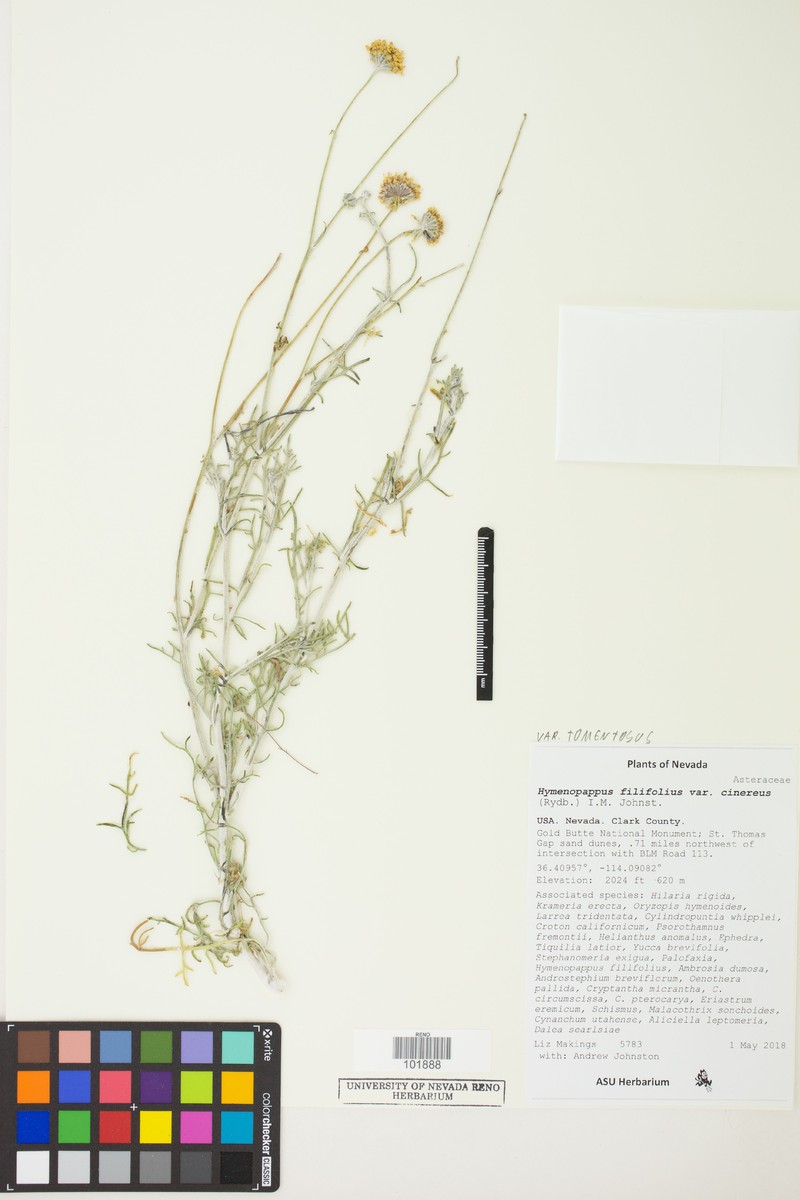 Hymenopappus filifolius var. tomentosus photo 3