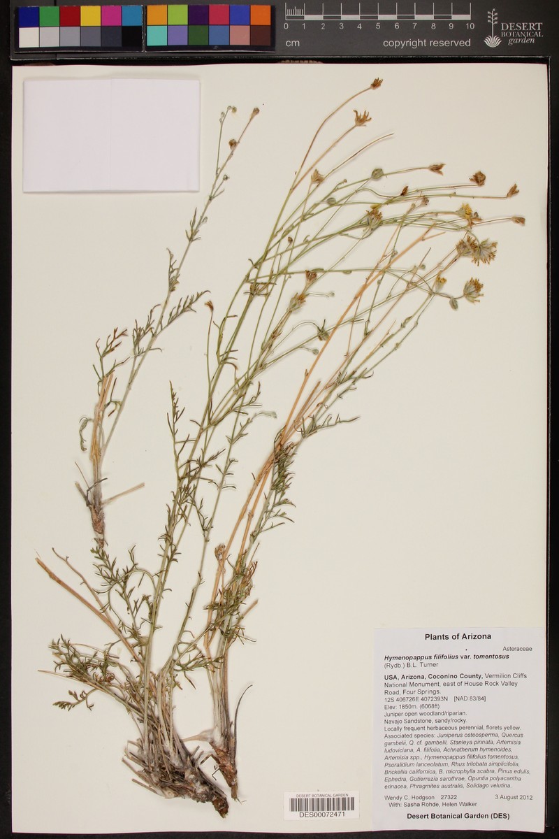 Hymenopappus filifolius var. tomentosus photo 4