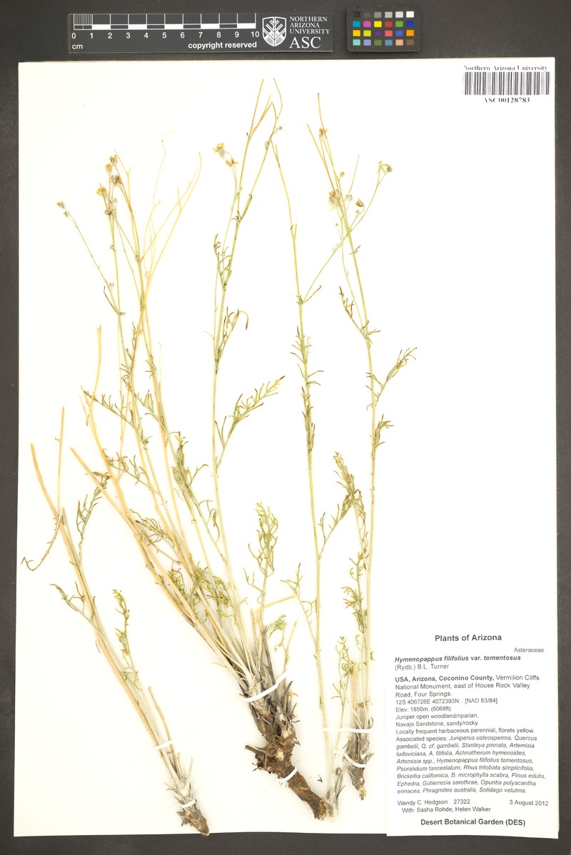 Hymenopappus filifolius var. tomentosus photo 5