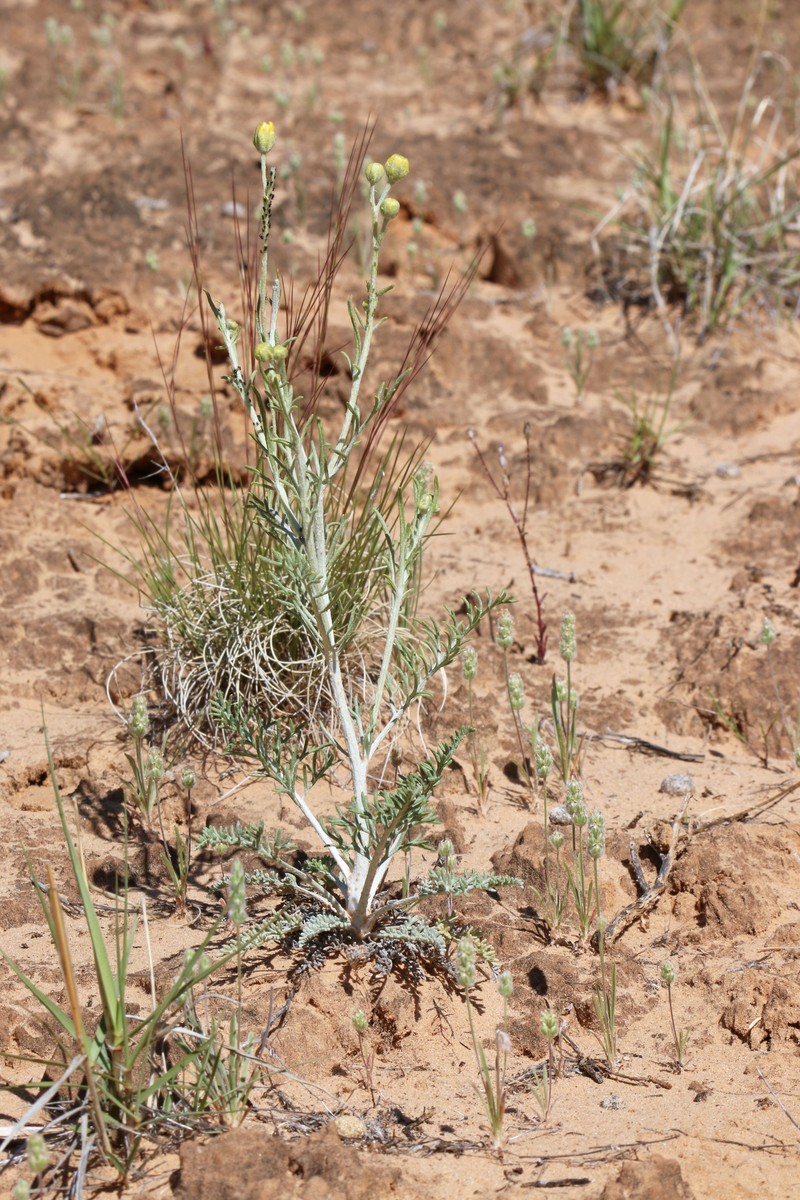 Hymenopappus filifolius var. tomentosus