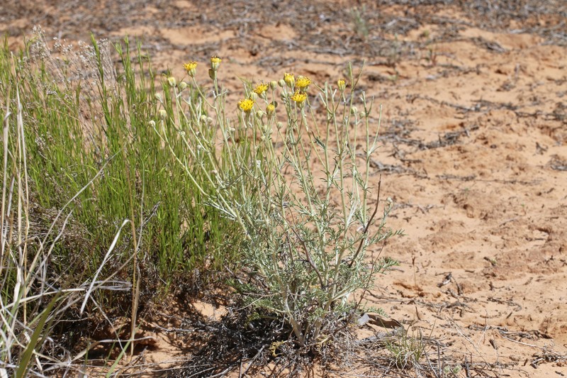 Hymenopappus filifolius var. tomentosus photo 6