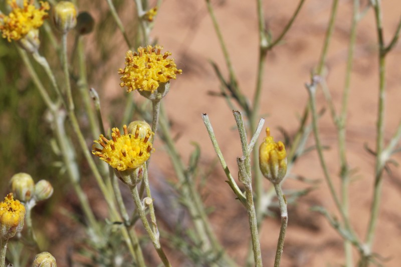 Hymenopappus filifolius var. tomentosus photo 7