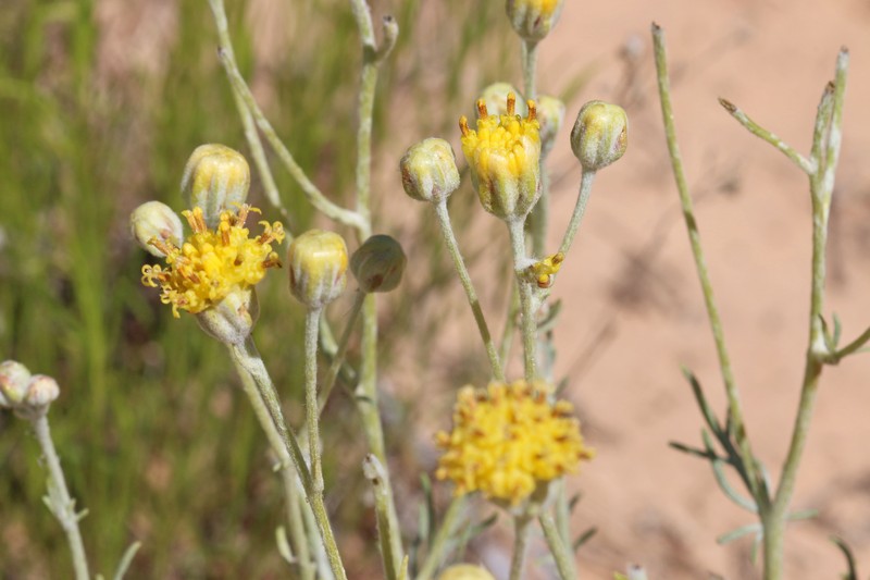 Hymenopappus filifolius var. tomentosus photo 8