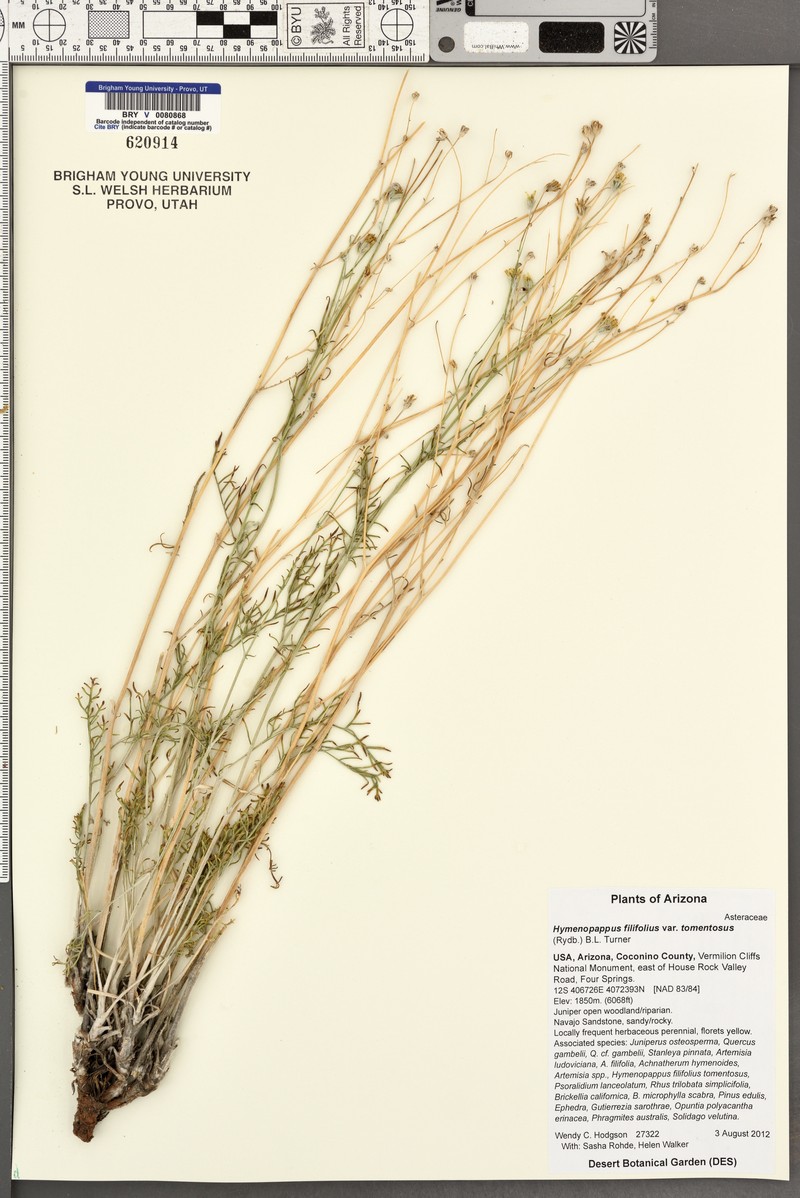 Hymenopappus filifolius var. tomentosus