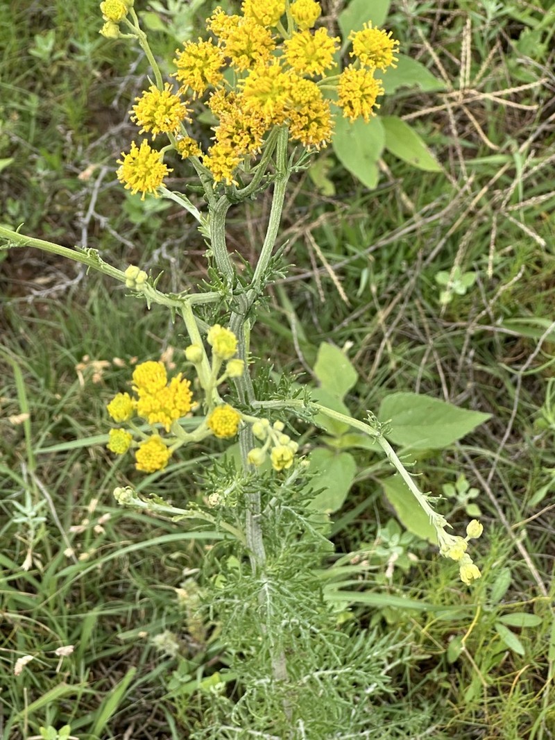 Collegeflower