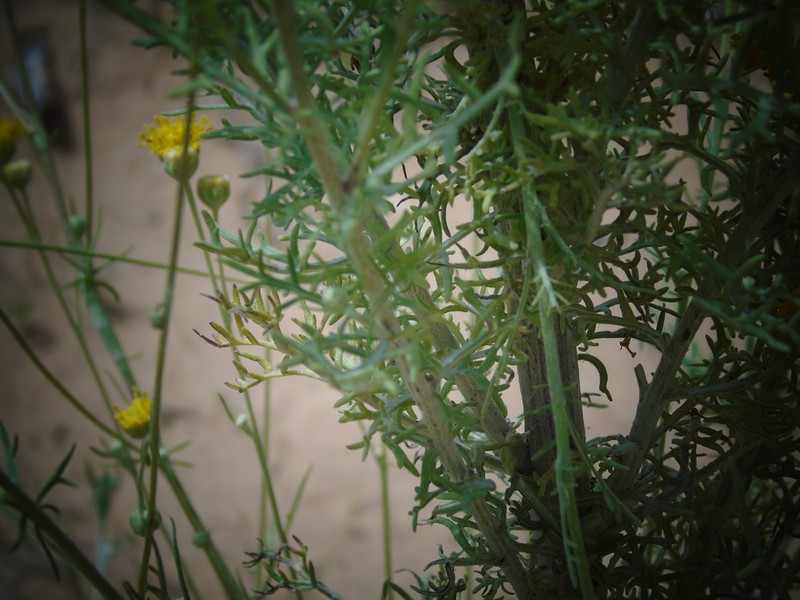 Collegeflower photo 2