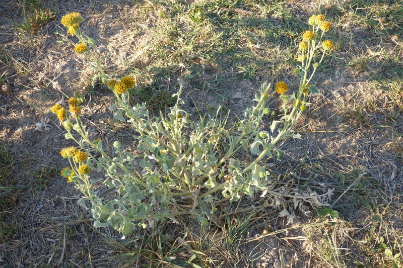 Collegeflower photo 4