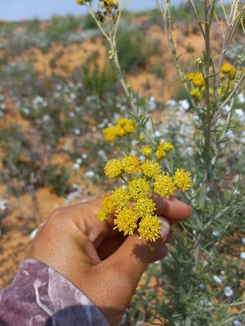 Collegeflower photo 5