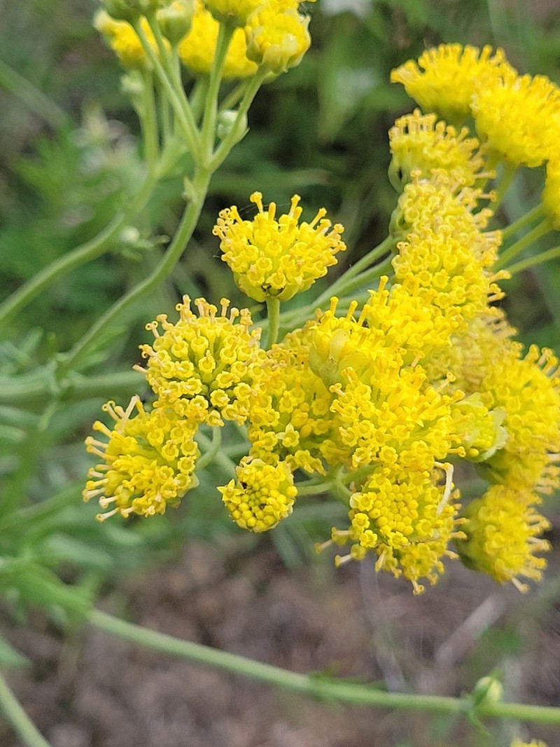Collegeflower photo 7