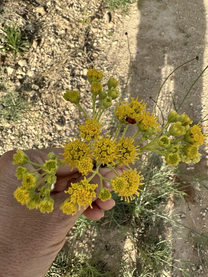 Collegeflower photo 8