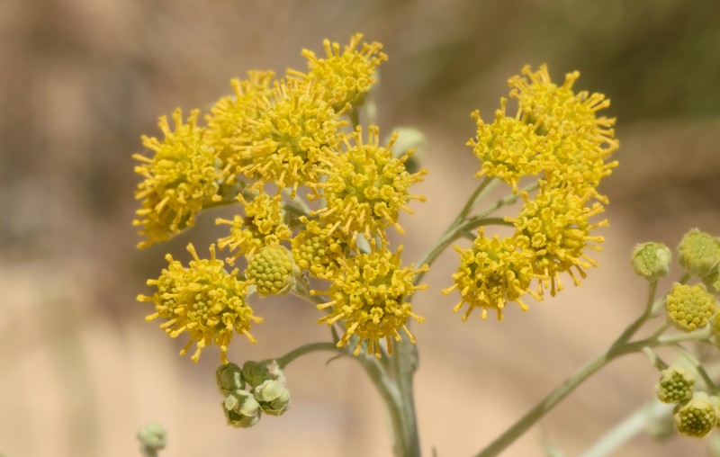Hymenopappus flavescens var. canotomentosus photo 2