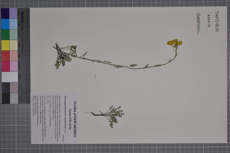 Hymenopappus flavescens var. canotomentosus photo 3