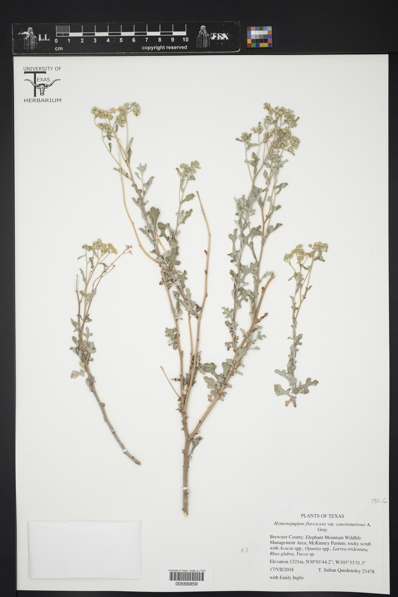 Hymenopappus flavescens var. canotomentosus photo 4